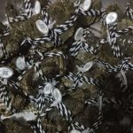 生锋生态大闸蟹