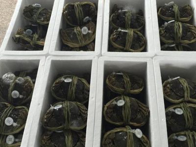 生锋生态大闸蟹