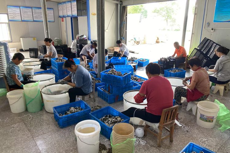 生锋大杂蟹