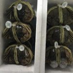 生锋生态大闸蟹