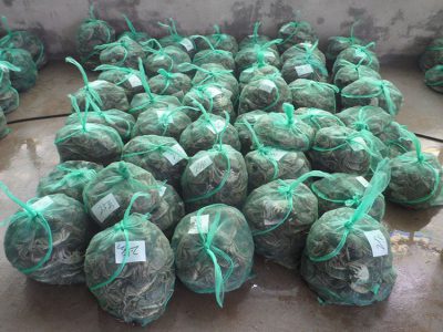 生锋生态大闸蟹