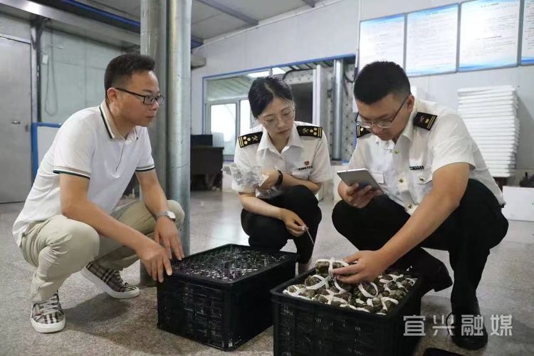 生锋大杂蟹