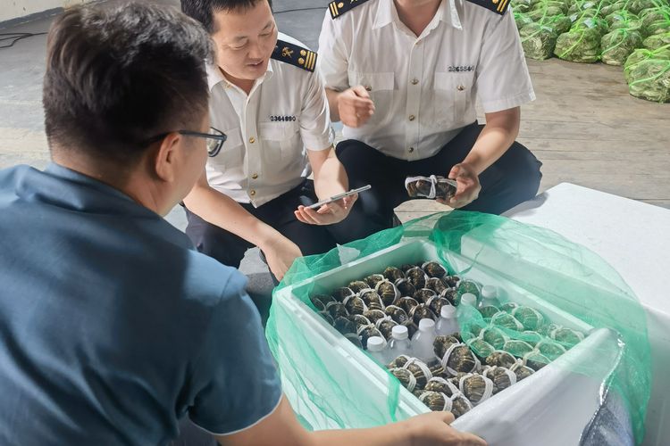 生锋大杂蟹